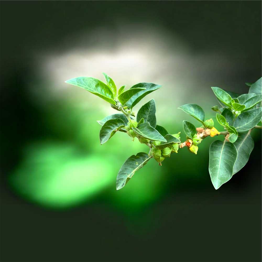 Ashwagandha plant with buds