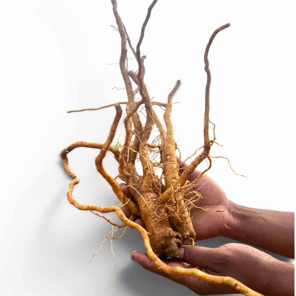 Ashwagandha root in a man hand and white background