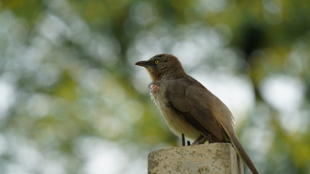 Birds sitting on top of pole in green background