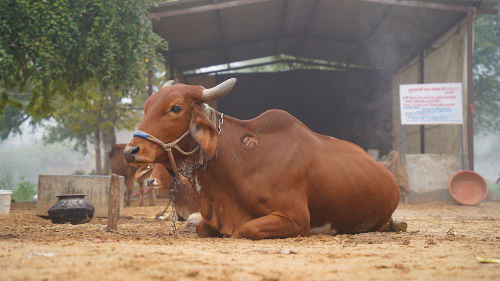 cow relaxing in outdoor shedow, Countryside life style