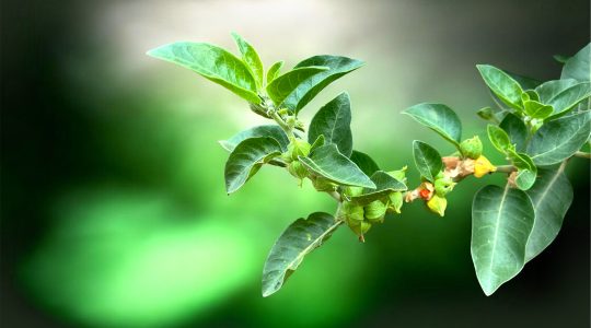 Ashwagandha plant with buds