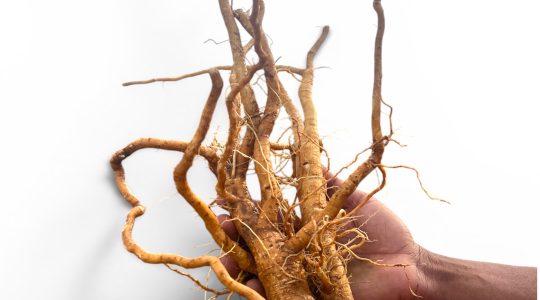 Ashwagandha root in a man hand and white background