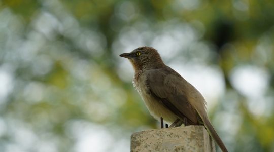 Birds sitting on top of pole in green background