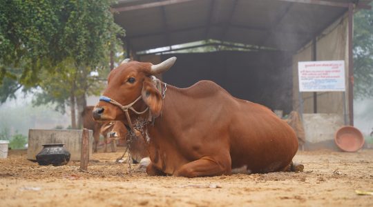 cow relaxing in outdoor shedow, Countryside life style